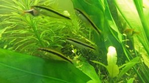 Наннакара неоновая Nannacara Neon Blue или просто Голубой неон