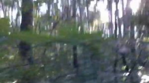 Cry in the forest! Крик в лесу!