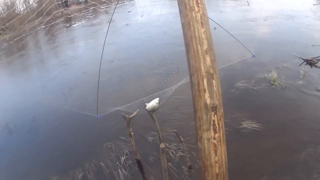 Караси не давали нам отдохнуть ни минуты. Рыбалка на Паук-подъёмник