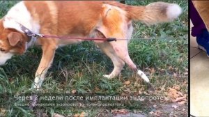 Протез лапы собаки. Первый в России.