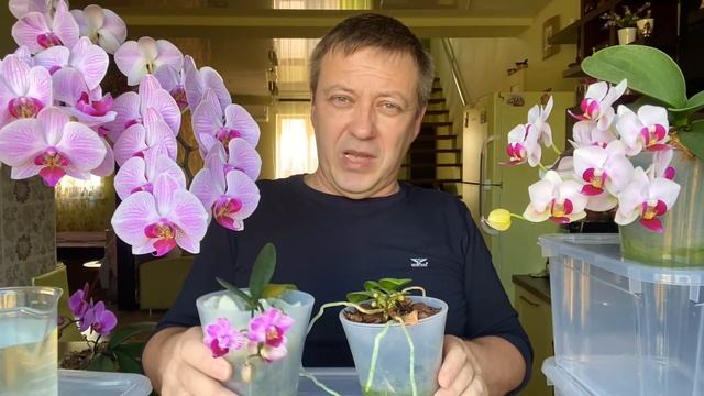 БУКЕТООБРАЗНЫЕ цветоносы орхидей неужели ОТ ЭТОГО ГРИБКА?