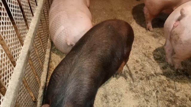 ‼️## Рекордный опорос 😳 Нового года ##‼️ смотреть онлайн