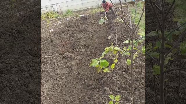 Как правильно посадить чеснок.Сибирь смотреть онлайн