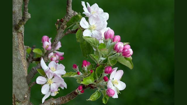 Theodor Fontane ~ Frühling