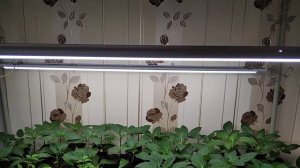 Самая лучшая подсветка для рассады своими руками!