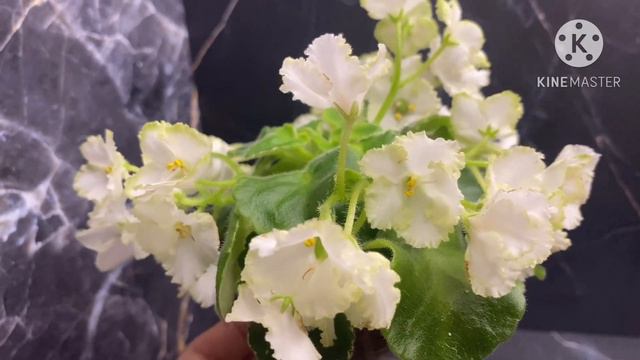 Цветущие фиалки. Cabbage Goddess, Pixie Parade, Прозрачный Аметист, Vi-Lotos, Black Pearl смотреть онлайн