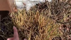 Прогулка по саду | Розы | Ожог хвойных | Гортензии | Дневник садовода