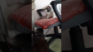 Мейн-кун Ханя, настоящие куны мяукают вот так😁