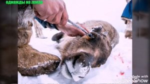 ДЕСЯТЬ ФАКТОВ О НАРОДАХ КРАЙНЕГО СЕВЕРА