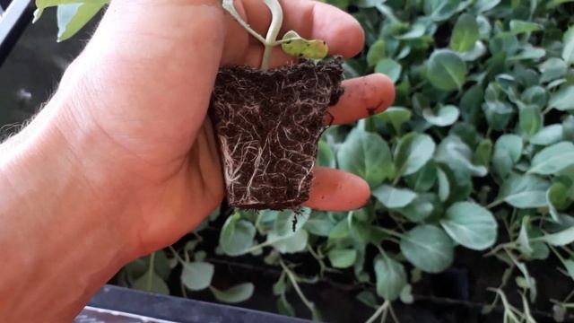 Садим капусту 11 05 2020 смотреть онлайн