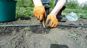 Посадка клубники ОКС для начинающих Самый простой и быстрый способ?
