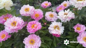 My Petite Cherie peony. Май Петит Чери пион. Пулков сад