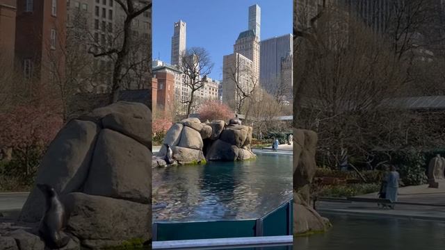 Central Park Zoo in New York | Зоопарк в Нью-Йорке. #shorts #sealions #newyork #zoo #морскиекотики