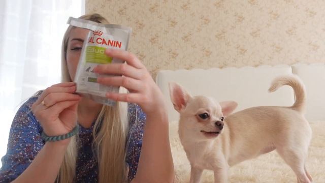 Чихуахуа | Уход, содержание, питание, питомник смотреть онлайн