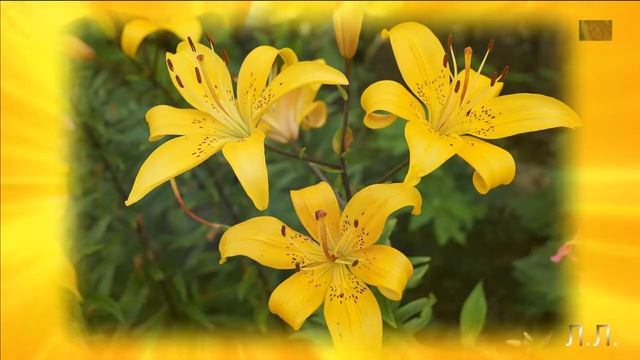 Цветики - семицветики на моей дачке... смотреть онлайн