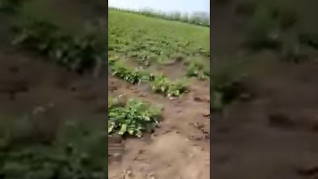 Капельное орошение на картофеле