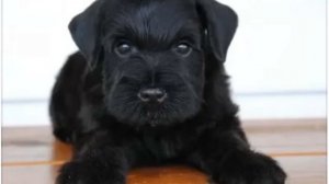 Чёрный шнауцер