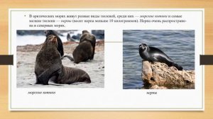 Растительный и животный мир Арктики география 7 кл