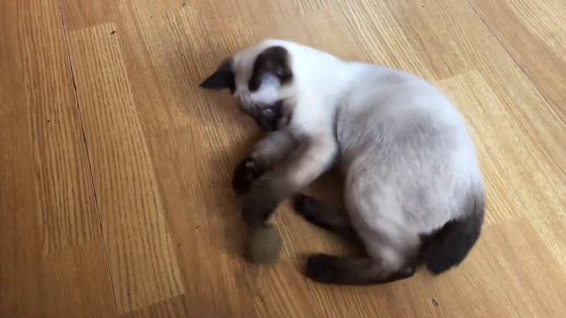 Уникальный голубоглазый котёнок меконгского бобтейла