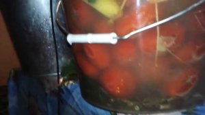 Солим помидоры с горчицей.