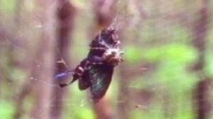 Ловля пауком добычи