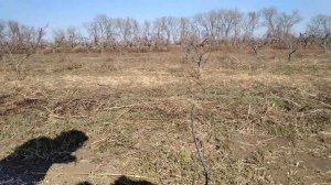 Прививка прививочным секатором летом и осенью.