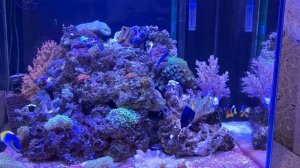Мой морской аквариум 200 литров