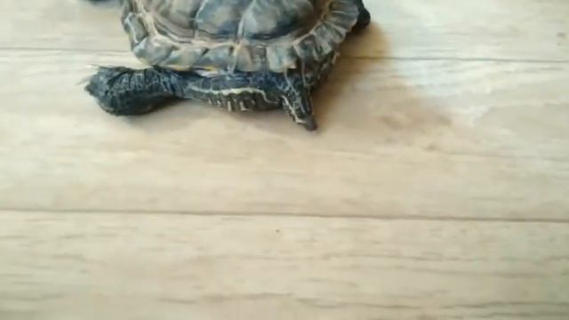 Моё экзотическое животное это... смотреть онлайн