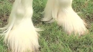 2S CLYDESDALES - CELTIC BREEDS