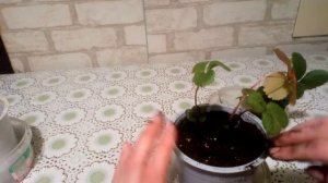 Клубника и земляника на балконе.