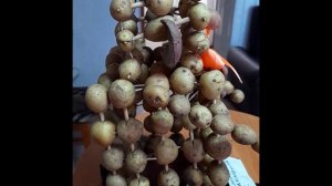 Съедобного робота Антошку из картофеля создали сотрудники тавдинской ИК-26 на конкурс "Дары осени"