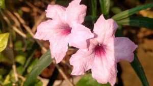 MEXICAN PETUNIA / Easy growing plant