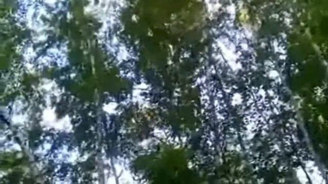 БЕРЕЗЫ РОССИИ