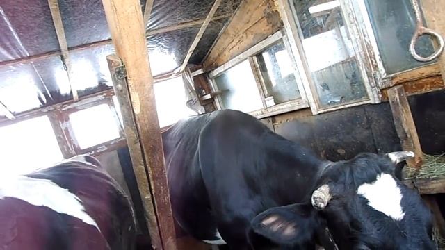 практика запуска коров смотреть онлайн