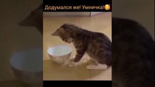 смышлёный котик.mp4