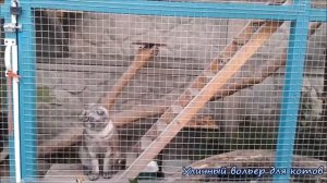 УЛИЧНЫЙ ВОЛЬЕР ДЛЯ КОТОВ / КОТЫ БОНЯ И АРНИ ГУЛЯЮТ В ВОЛЬЕРЕ :)  ???