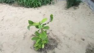 Сумах и айлант Продолжение 08 07 2020