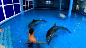 Дельфинотерапия Лазаревское. Плавание с дельфинами.