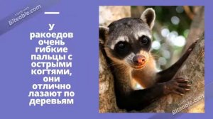 Животный мир на букву Е