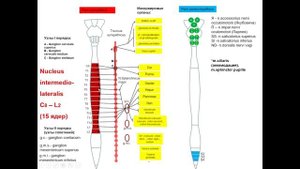 Вегетативная иннервация органов: общая схема