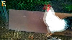 Откуда берутся яйца? Развивающие видео про животных для детей