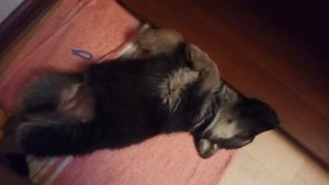 VID_20210606_212719.mp4