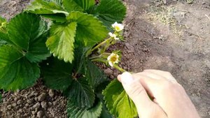 Клубника. Формируются ягоды.