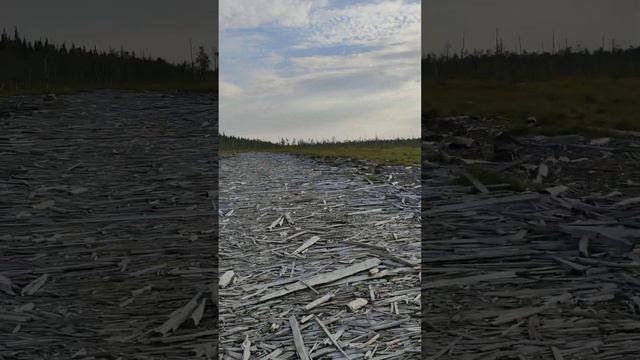 Море клюквы. По дороге из Пенеги в Мезень, остановка клюква