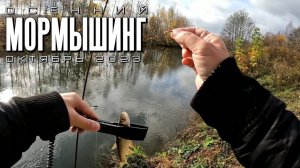 Ловля ельца спиннингом в октябре. Мормышинг