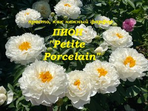 Пион Petite Porcelain