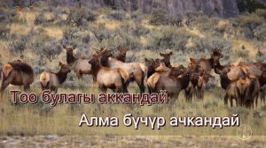 Бек Борбиев - Аселдейим Караоке