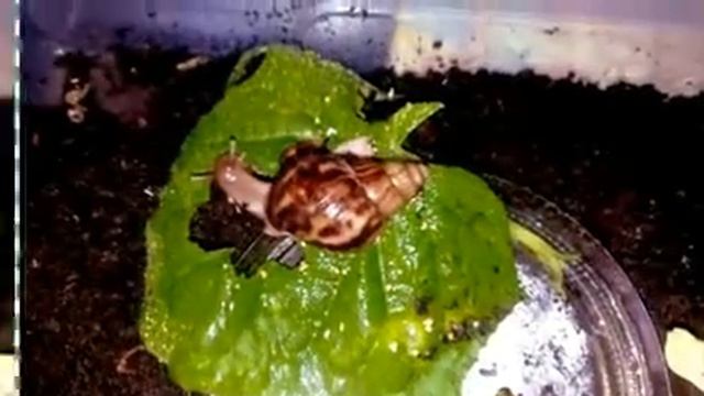 Мой огород на балконе для улиток ( любят огурчики ) (Creat смотреть онлайн