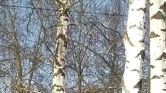 Вот такая  красота к нам прилетела. Синица длиннохвостая Лазаревка. Aegithalos caudatus.