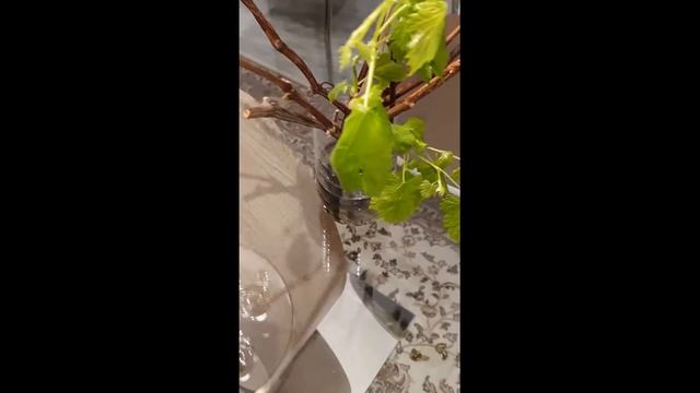 Ростки винограда за 1 месяц. вырастить виноград в доме. листики винограда дома веточка из винограда смотреть онлайн